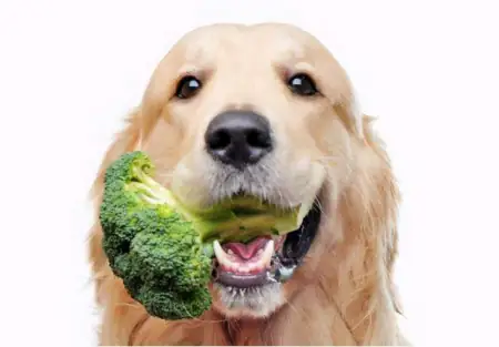 9种对狗狗有益的“健康食物”，便宜又健康插图8